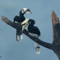 Oriental Pied Hornbill | 