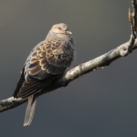 Oriental Turtle Dove | 