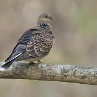 Oriental turtle dove | 