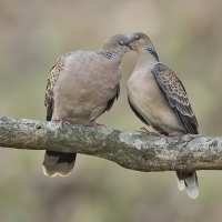 Oriental turtle dove | 