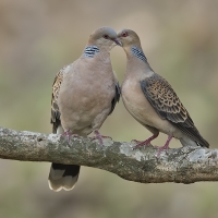 Oriental turtle dove | 