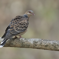 Oriental turtle dove | 