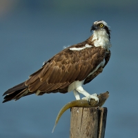 Osprey | 