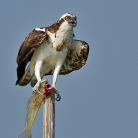 Osprey | 