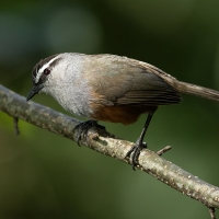 Palani Laughingthrush | 