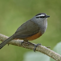 Palani Laughingthrush | 