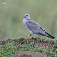 Pallid Harrier | Male