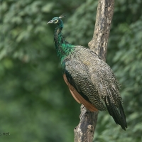 Peacock | Male