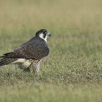 Peregrine falcon | 