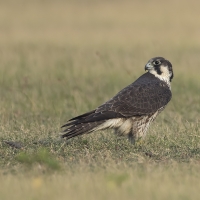 Peregrine falcon | 