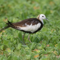 Pheasant-tailed Jacana | 