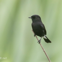 Pied Bushchat | Male