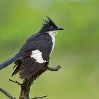 Pied cuckoo | 