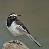 Pied wagtail | 
