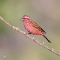 Pink-browed Rosefinch | Male