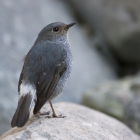 Plumbous redstart | Female