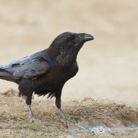 Punjab raven | 