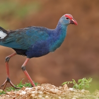Purple swamphen | 