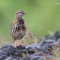 Rain Quail | 