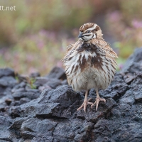 Rain Quail | 