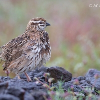 Rain Quail | 