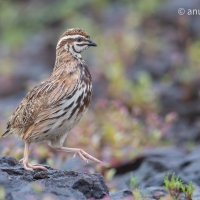 Rain Quail | 