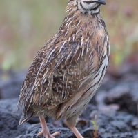 Rain Quail | 
