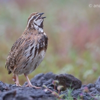 Rain Quail | 