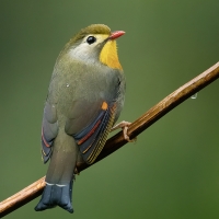 Red-billed Leothrix | 