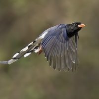 Red-billed blue magpie | 