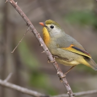 Red-billed leothrix | 