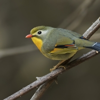 Red-billed leothrix | 