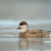 Red-crested Pochard | Female