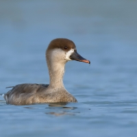 Red-crested pochard | Female