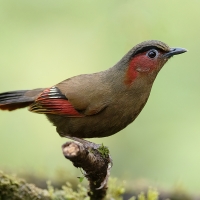 Red-faced Liochicla | 
