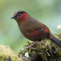 Red-faced Liochicla | 