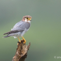 Red-necked Falcon | 