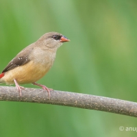 Red Avadavat | Female