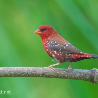 Red Avadavat | Male