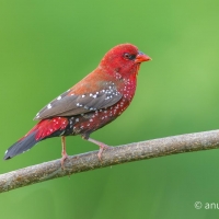 Red Avadavat | Male