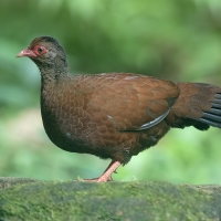 Red Spurfowl | Male
