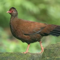 Red Spurfowl | Male