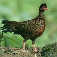 Red Spurfowl | Female