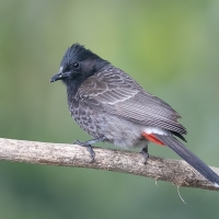 Red Vented Bulbul | 