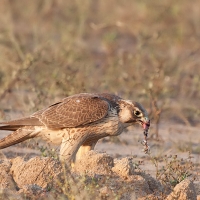 Red naped shaheen falcon | Juvenile