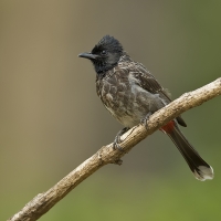 Red vented bulbul | 