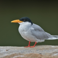River tern | 