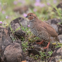 Rock bush Quail | 