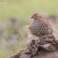 Rock bush Quail | 