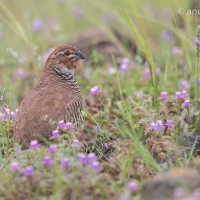 Rock bush Quail | 